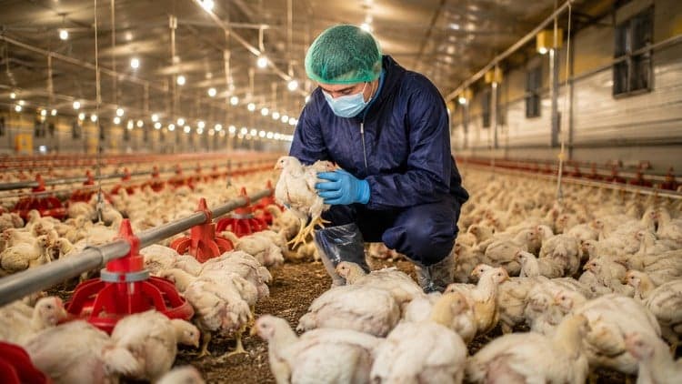 poultry farming Broiler farming crash course