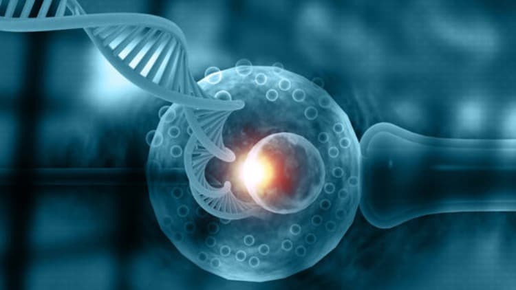 Clinical Embryology Techniques