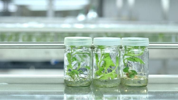 Plant Cell & Tissue Culture Course