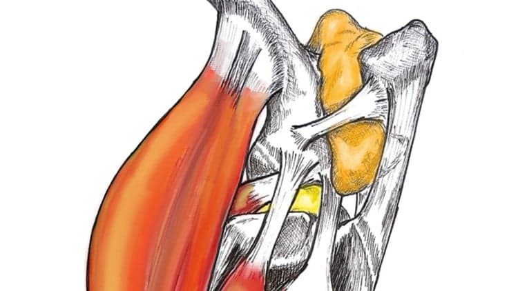 Región Femoro Tibio Rotuliana - Free Udemy Course [100% Off]