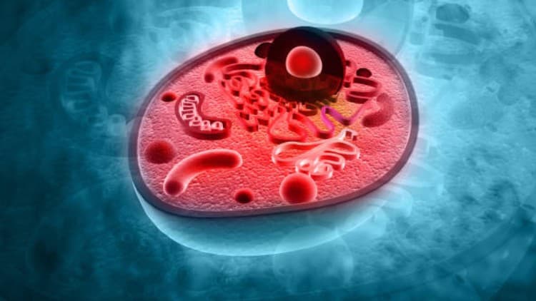 Cell Structure and Function