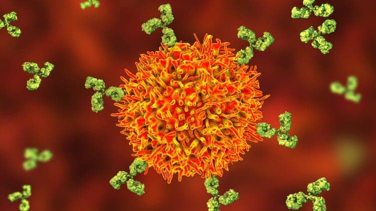 Antibody Engineering: Foundations & Therapeutic Applications