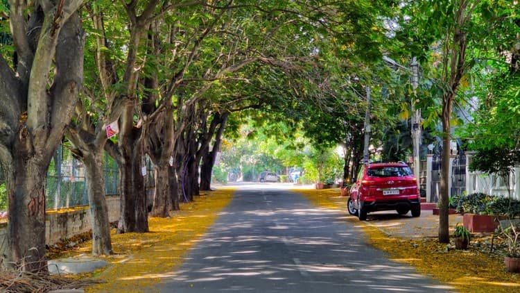 Urban Tree Planting