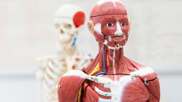 Human Anatomy for Medical Coding, Billing & Healthcare RCM