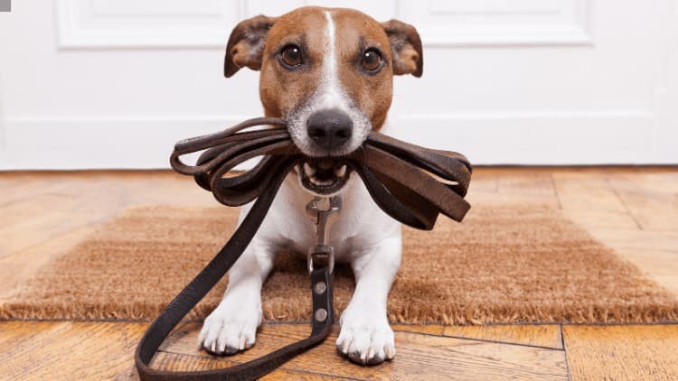 Dog Training Course - Free Udemy Course [100% Off]