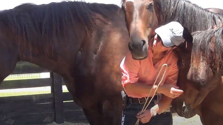 4 Secrets to Unlocking the Power of Connection with Horses - Free Udemy Course 100% Off
